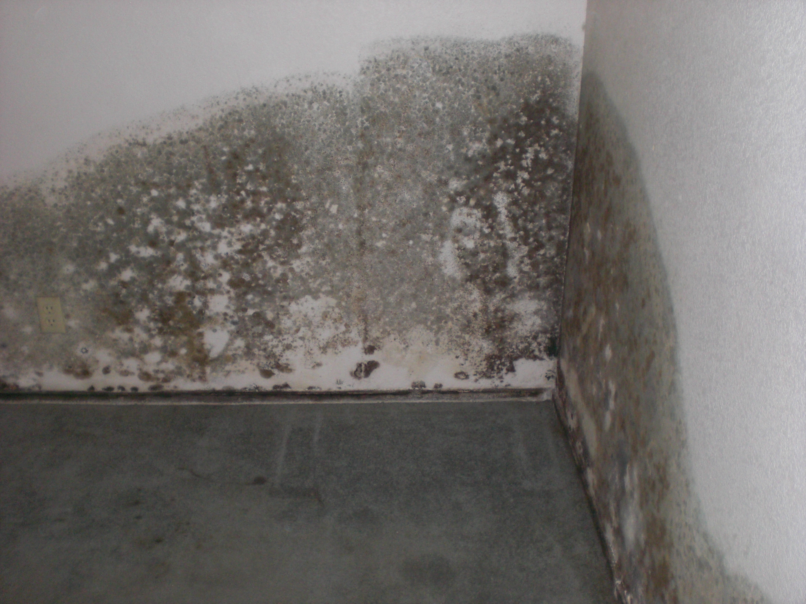Mold Removal Remediation Experts In Las Vegas TRS 24 7